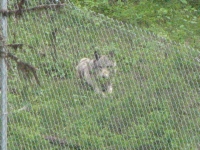 Nez Perce wolf